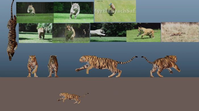 Tiger_Animation-min